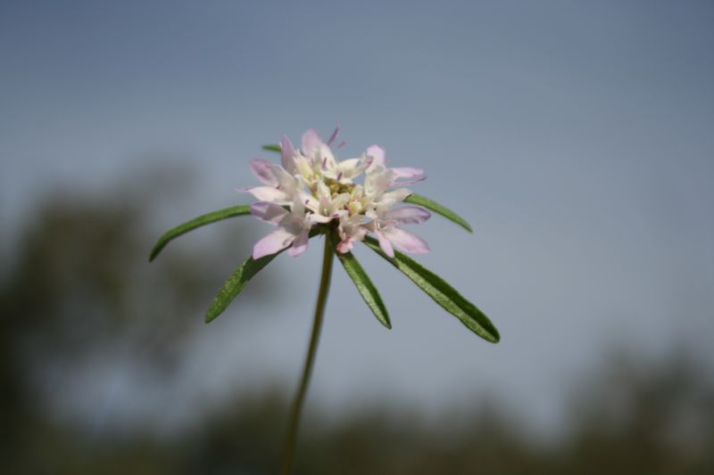 Sixalix atropurpurea
