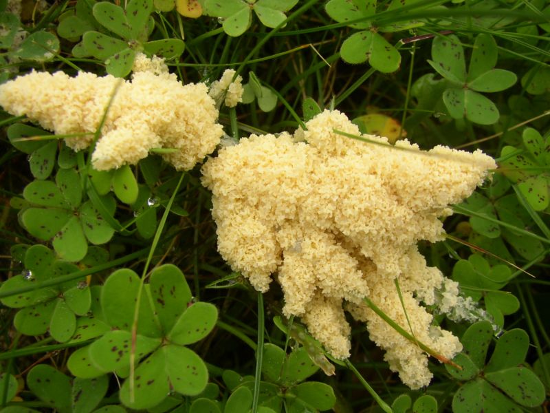 fungo? - no, � un myxo