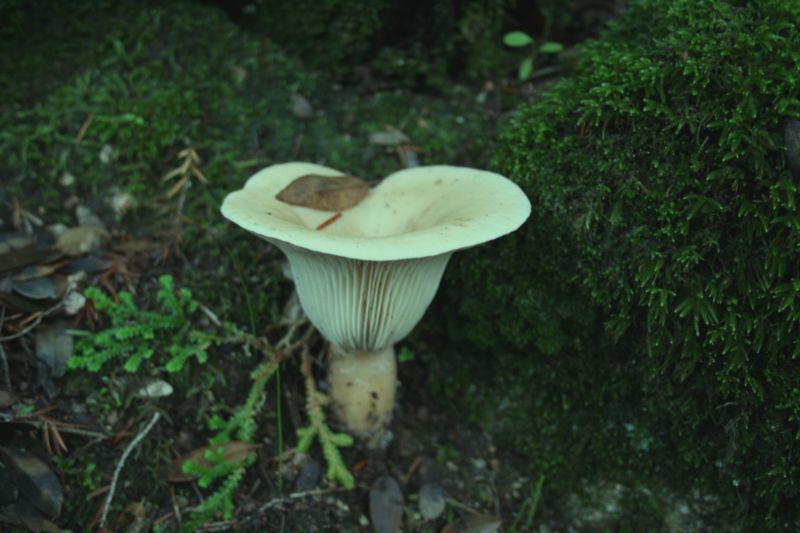 aiuto per determinare.