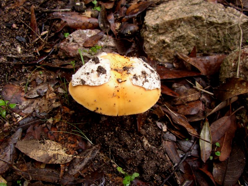 aiuto per determinare.