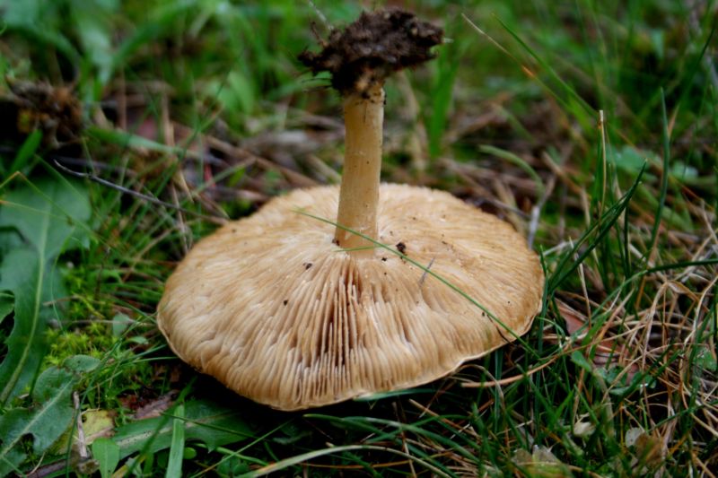 aiuto per determinazione