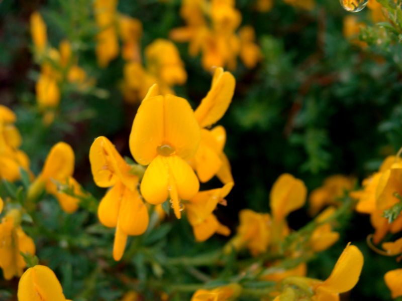 conferma per ...genista ephedroides