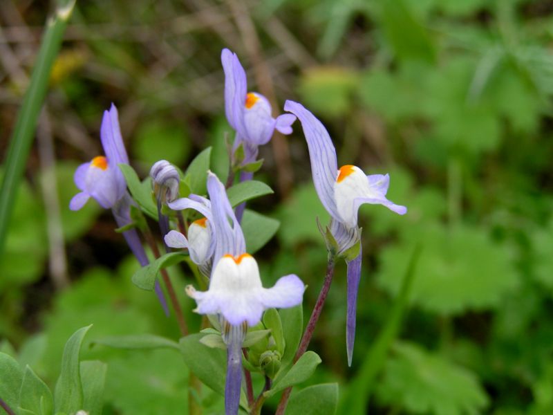 Linaria reflexa / Linajola riflessa