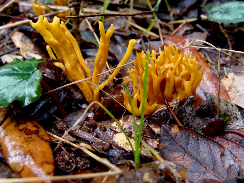 clavulina....?