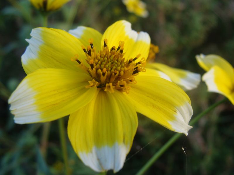 Bidens aurea / Forbicina lineare