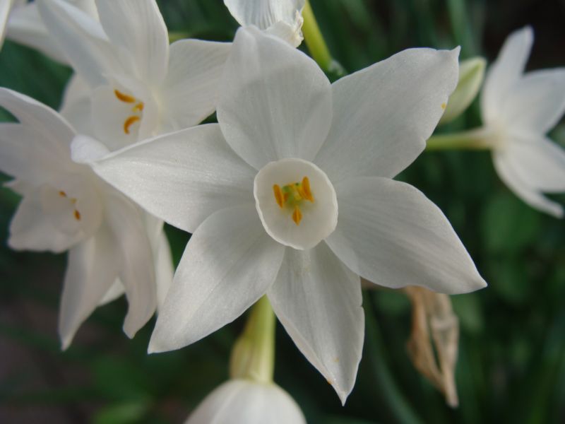 Narcissus papyraceus / Narciso papiraceo