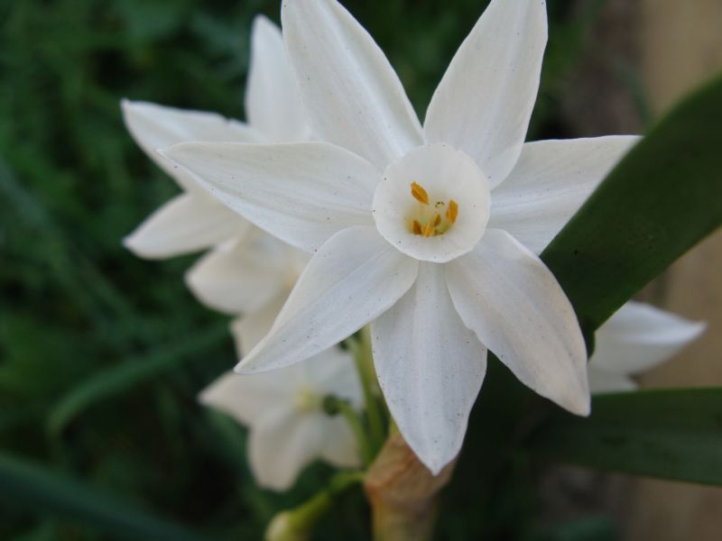 Narcissus papyraceus / Narciso papiraceo