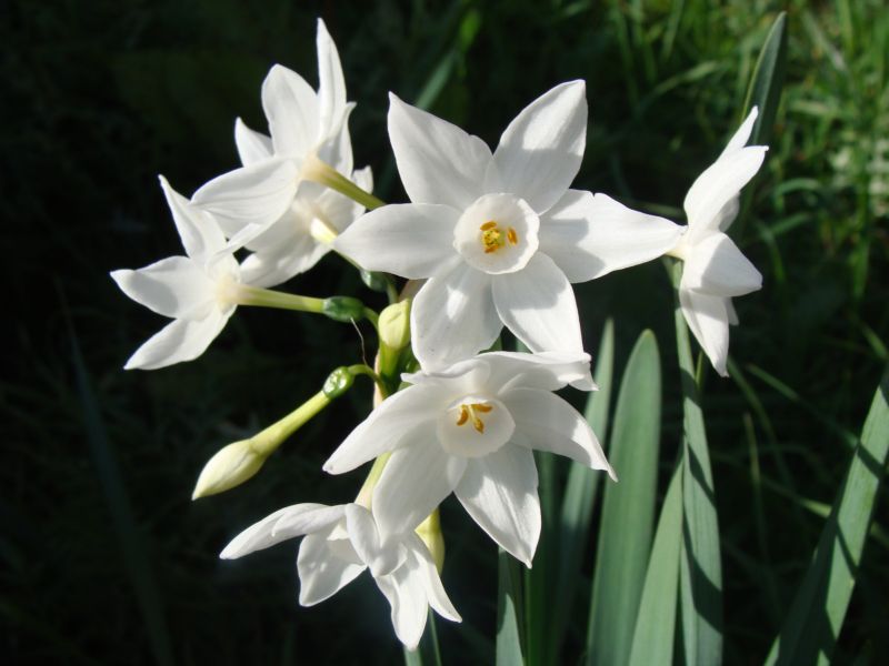 Narcissus papyraceus / Narciso papiraceo