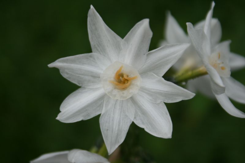 Narcissus papyraceus / Narciso papiraceo