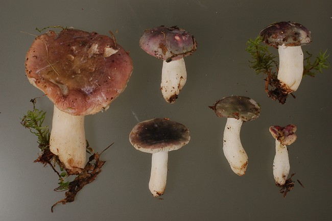 Russula alnetorum Romagn. [R. leprosa (Bres.) Crawshay]