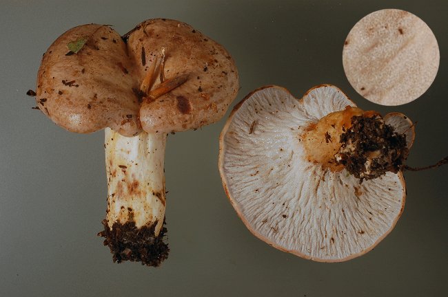 Lactarius salmonicolor parassitato da Hypomyces