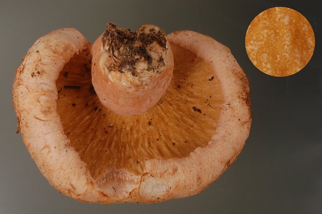 Lactarius salmonicolor parassitato da Hypomyces