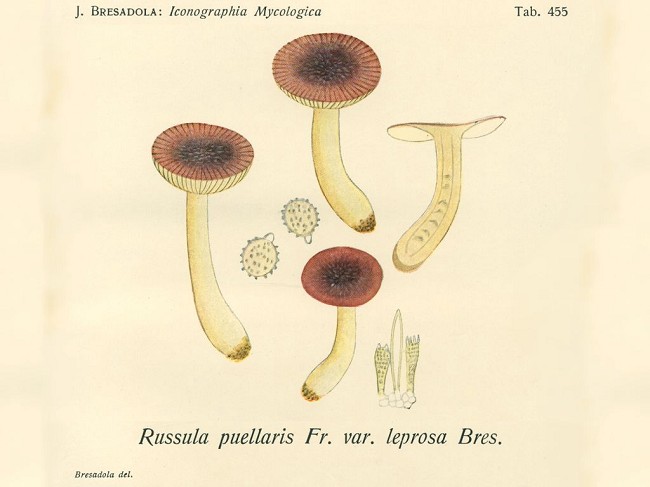 Russula alnetorum Romagn. [R. leprosa (Bres.) Crawshay]