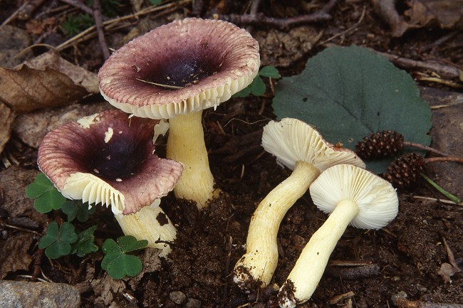 Russula alnetorum Romagn. [R. leprosa (Bres.) Crawshay]
