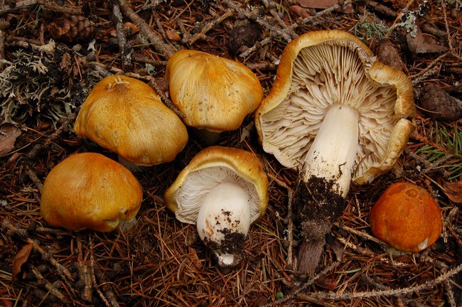 Tricholoma clavocystis