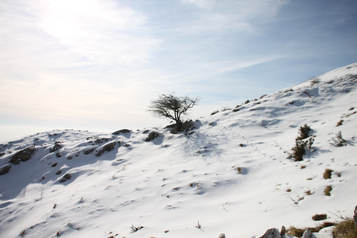 Tracce e fatta sulla neve