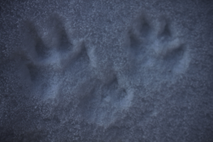 Tracce e fatta sulla neve