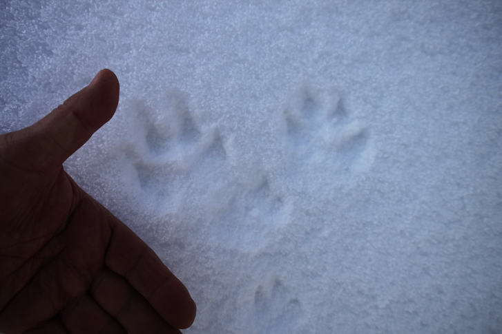 Tracce e fatta sulla neve