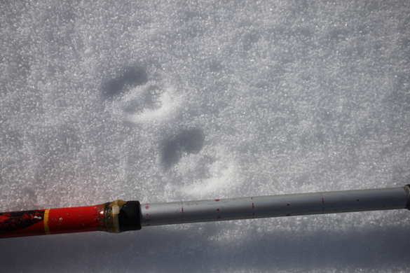 Tracce e fatta sulla neve