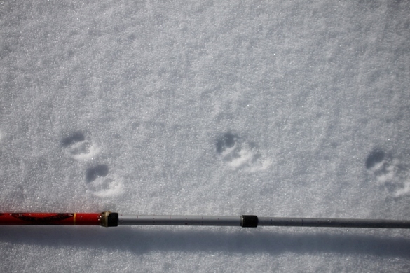 Tracce e fatta sulla neve
