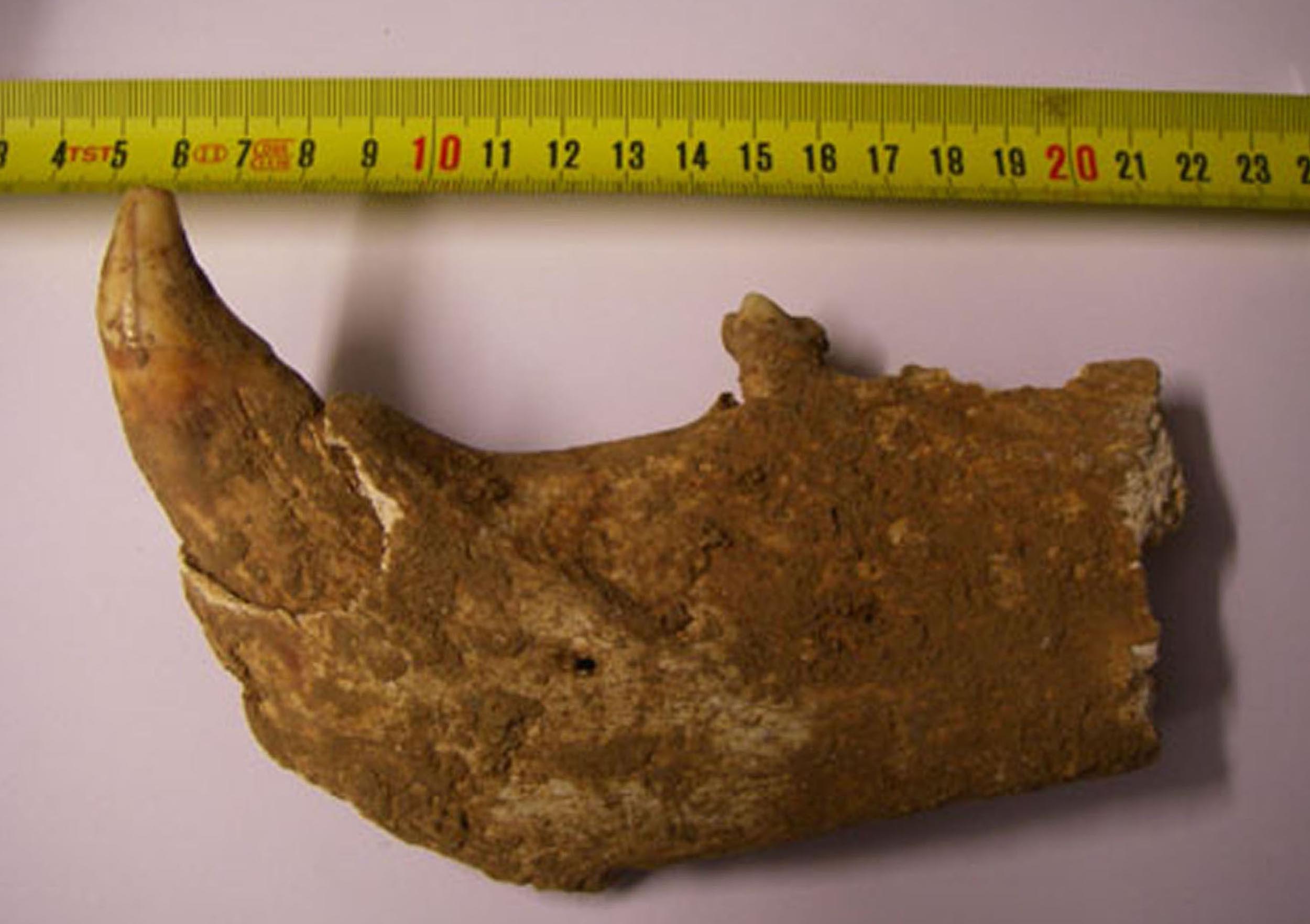 identificazione frammento osseo