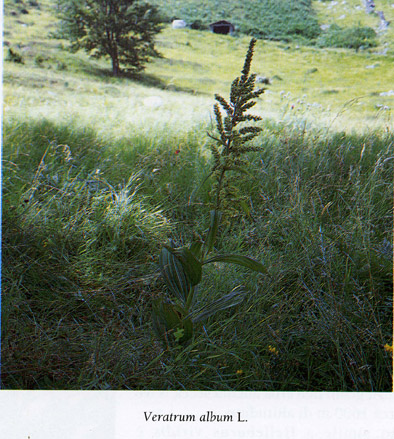Veratrum album / Veratro comune