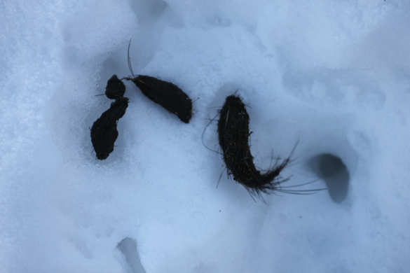Tracce e fatta sulla neve