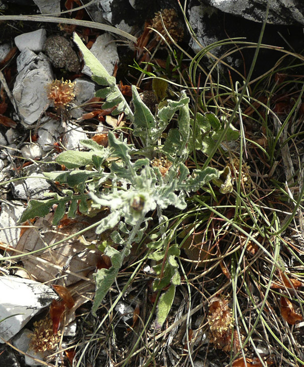 Genepi??? no, Centaurea sp.