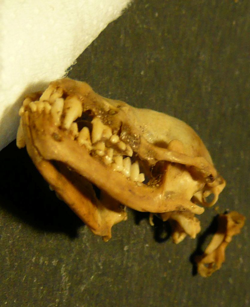 reperti ossei in grotta