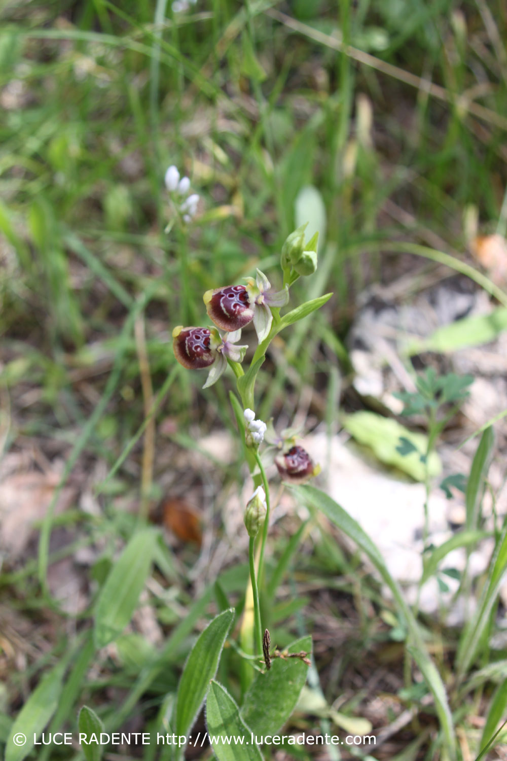 Ophrys exaltata (O. mateolana)