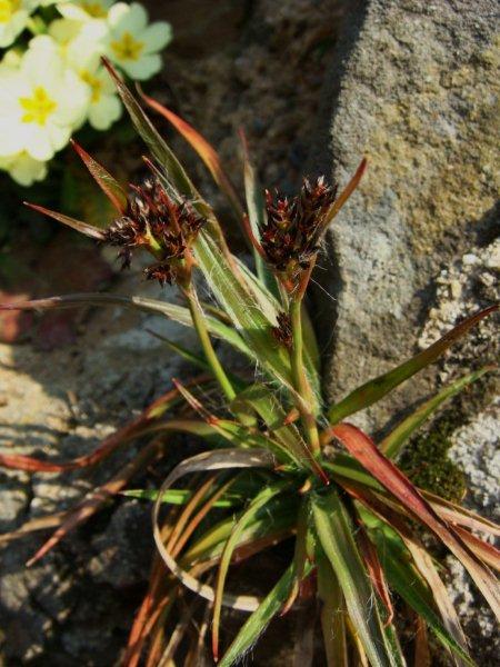 Luzula sp.