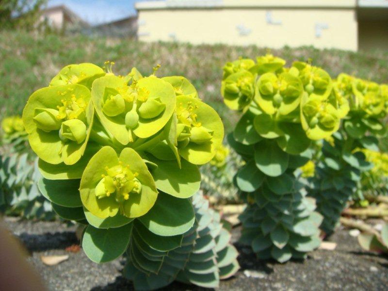 Euphorbia myrsinites
