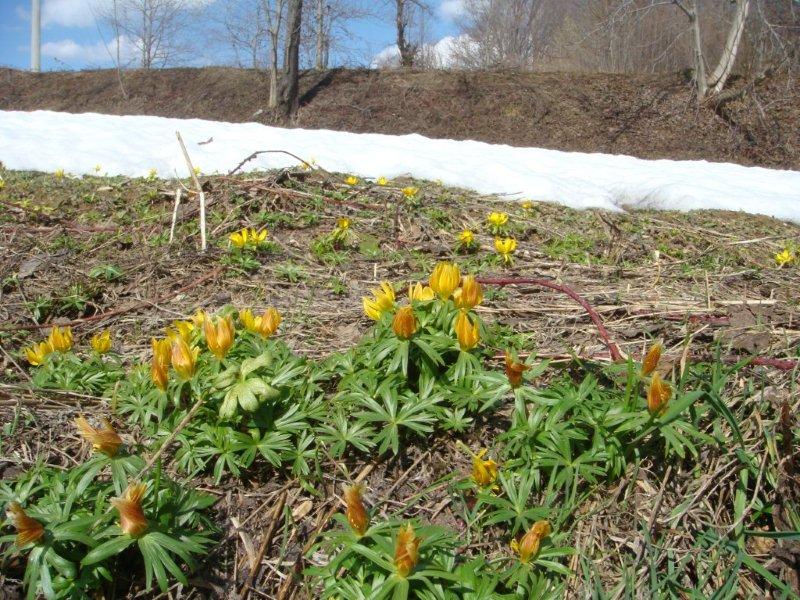 Eranthis hyemalis