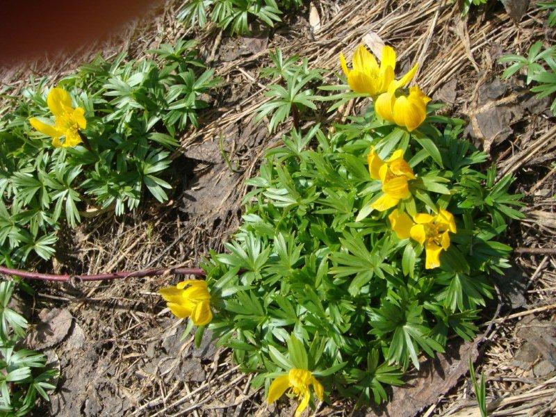 Eranthis hyemalis