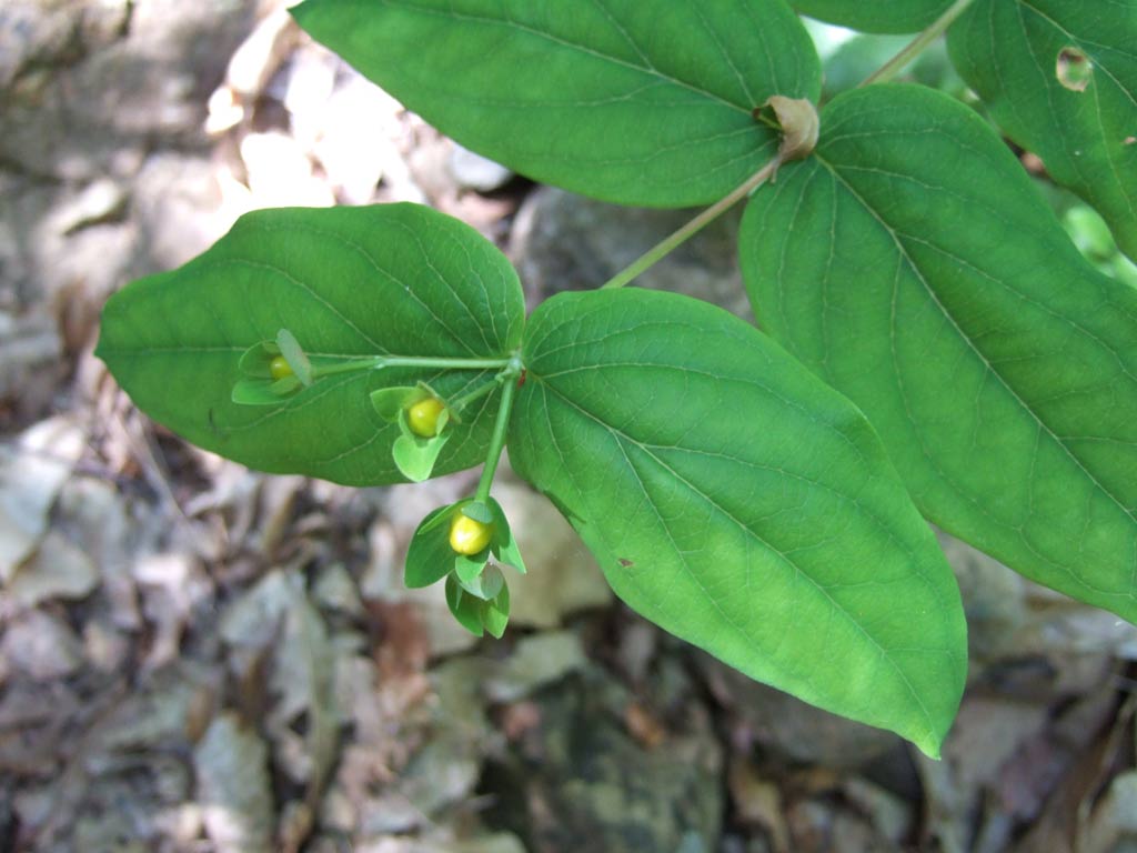 Hypericum androsaemum / Erba di S.Giovanni arbustiva
