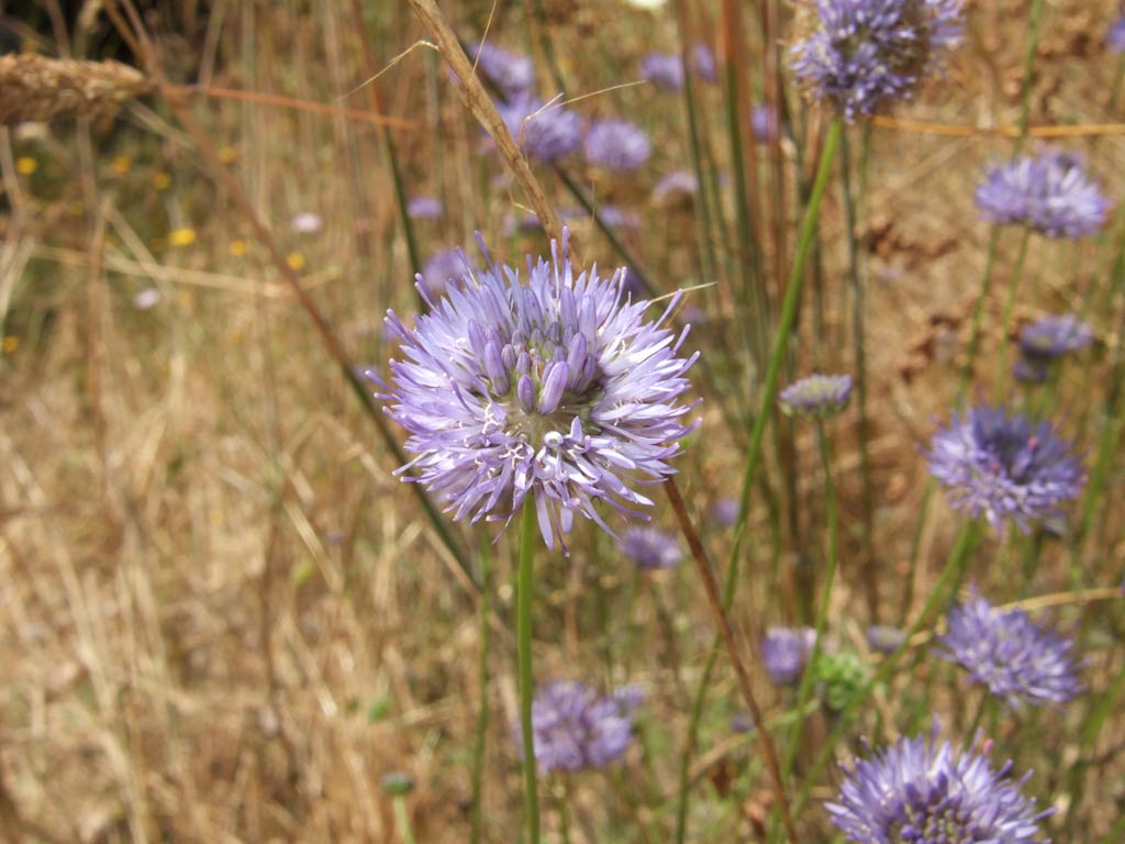 Jasione montana / Vedovella annuale