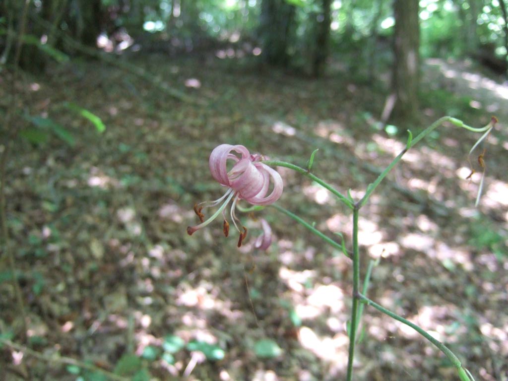 Lilium martagon / Giglio martagone