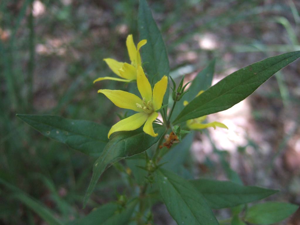 Lysimachia punctata / Mazza d''oro punctata