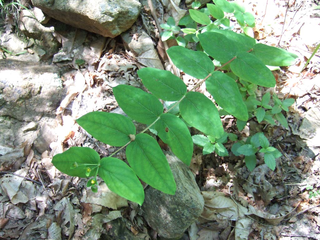 Hypericum androsaemum / Erba di S.Giovanni arbustiva