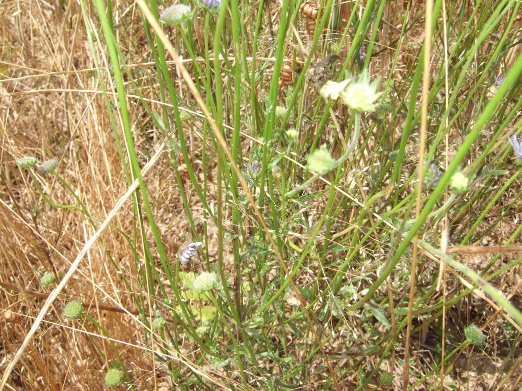 Jasione montana / Vedovella annuale