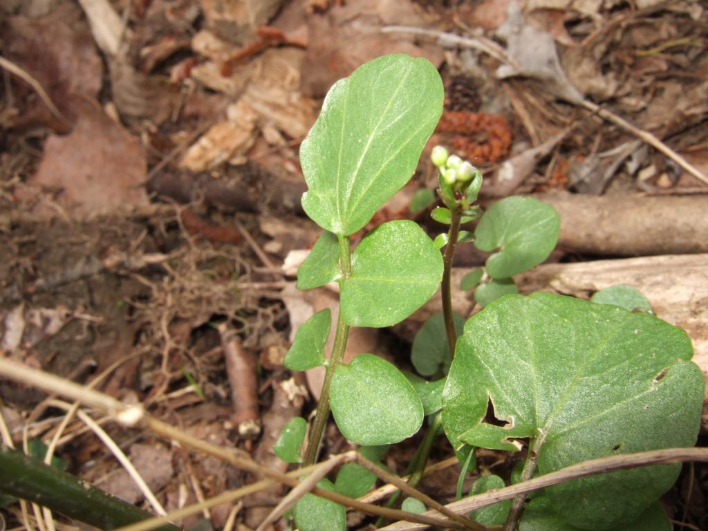 Cardamine pratensis  /  Crescione dei prati