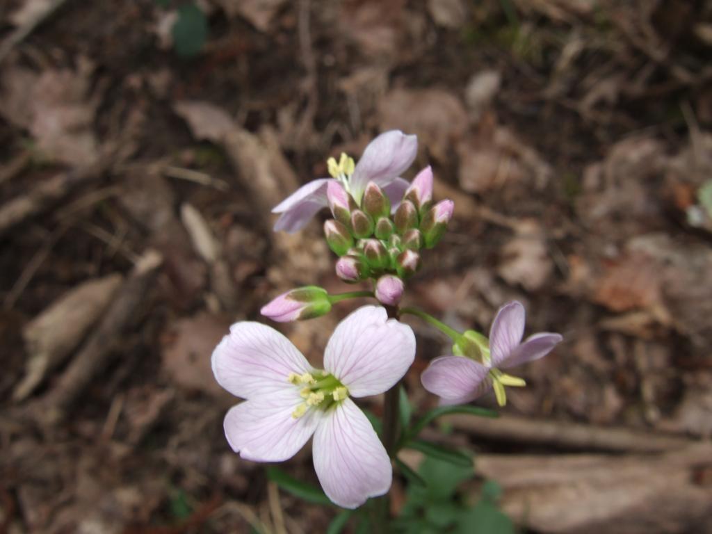 Cardamine pratensis  /  Crescione dei prati