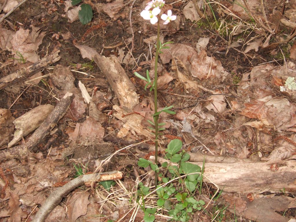 Cardamine pratensis  /  Crescione dei prati