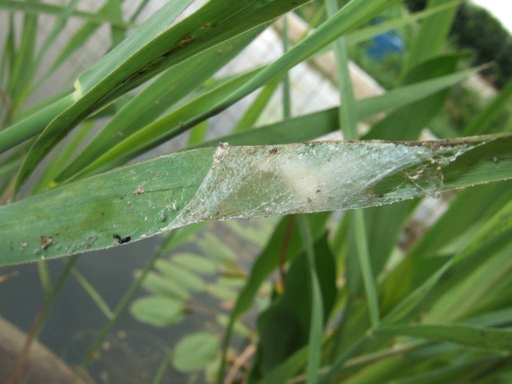possibile  Ischnura elegans?