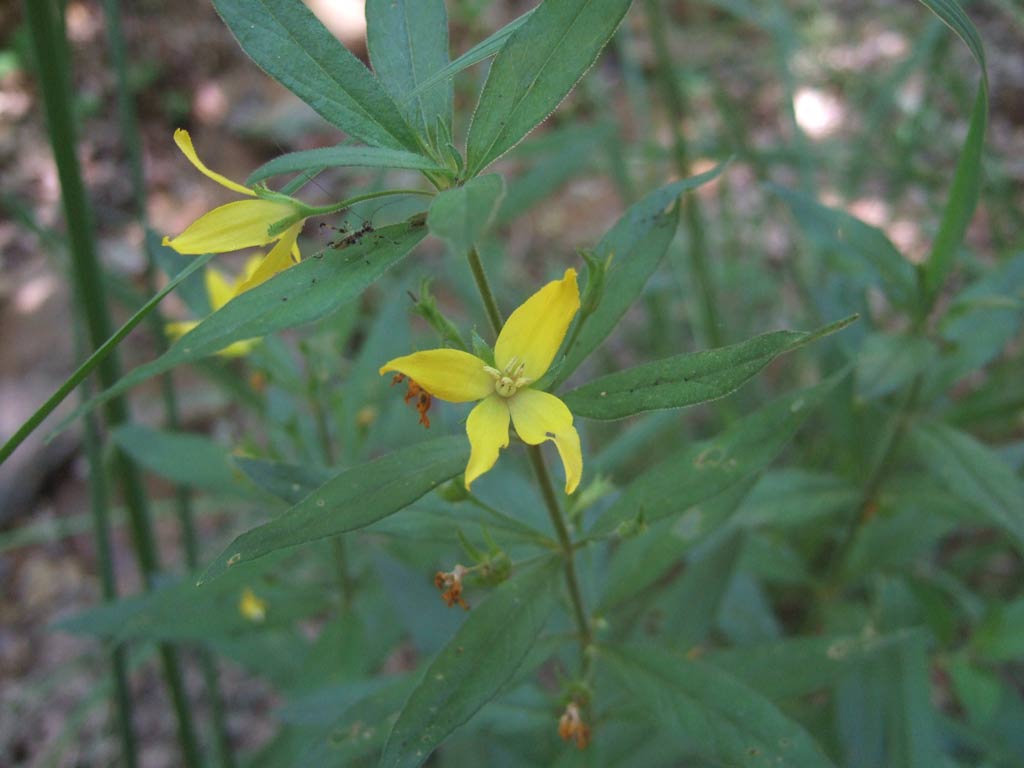 Lysimachia punctata / Mazza d''oro punctata