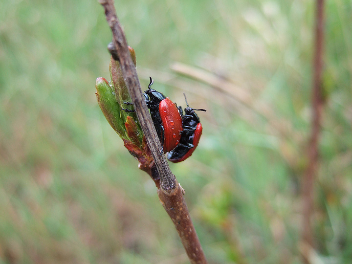 Due coleotteri...: Chrysomela sp.