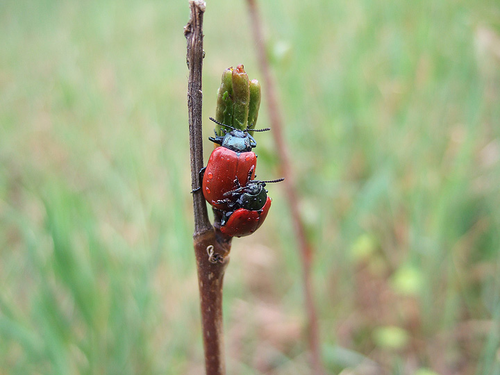 Due coleotteri...: Chrysomela sp.