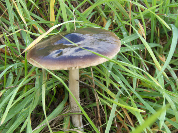 Volvariella gloiocephala (infestante sull''argine).