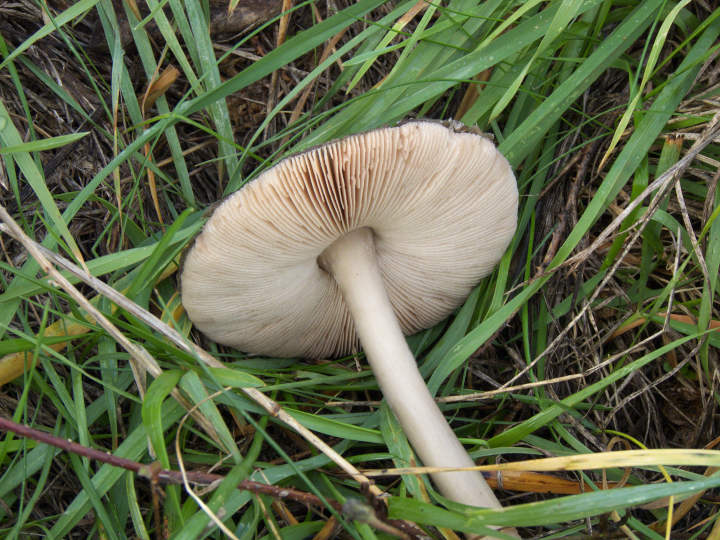 Volvariella gloiocephala (infestante sull''argine).