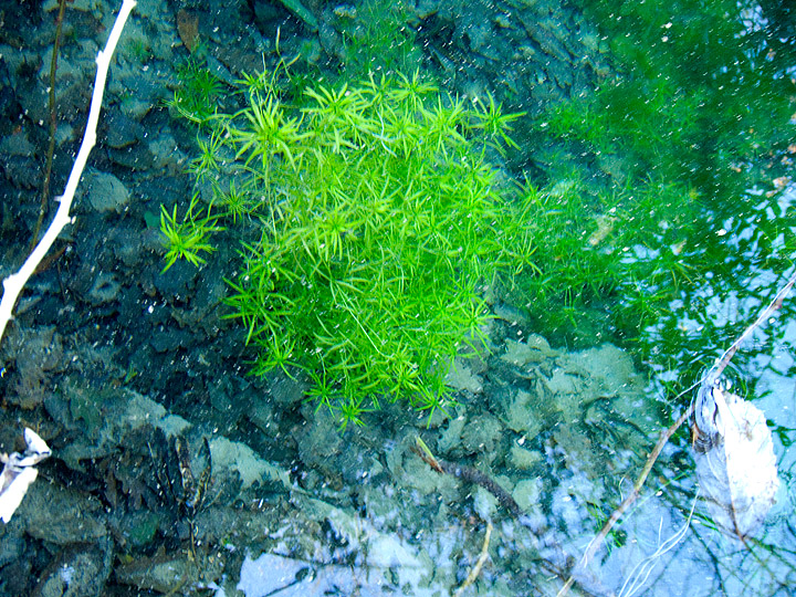 Callitriche hamulata / Gamberaja arrotondata